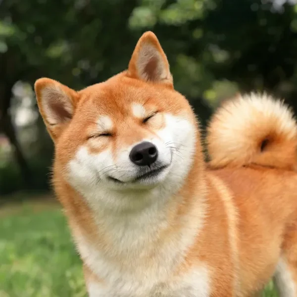 柴犬双眼轻闭,暖棕色毛发柔软蓬松,展现出放松的神态。