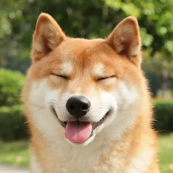 柴犬双眼闭合，粉红色舌头外露，浅棕色毛发蓬松柔软。