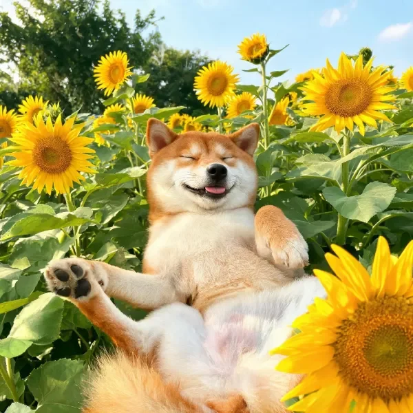 柴犬舒展身体躺卧在向日葵花丛中,暖棕色与白色相间的毛发柔软蓬松。