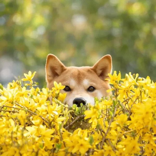 柴犬面部部分被黄色花朵遮挡,黑色鼻尖与明亮眼神清晰可见。