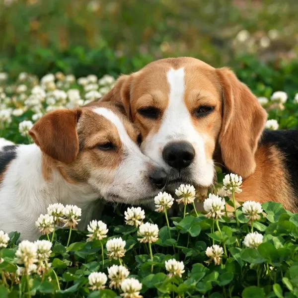 三色长耳犬与黑白棕相间犬在白色三叶草花丛中依偎,毛发蓬松贴附头部。