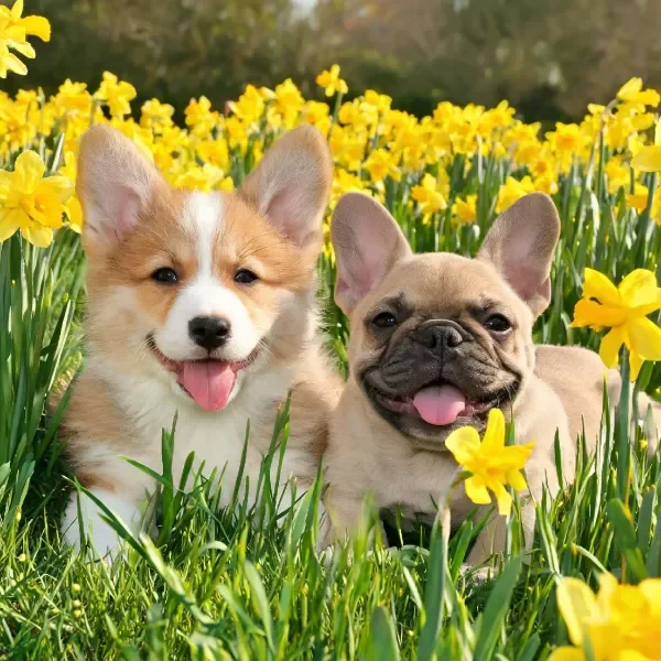 柯基幼犬和法国斗牛幼犬在黄色水仙花丛中,柯小狗都张着嘴巴露出舌头,毛发蓬松柔软。
