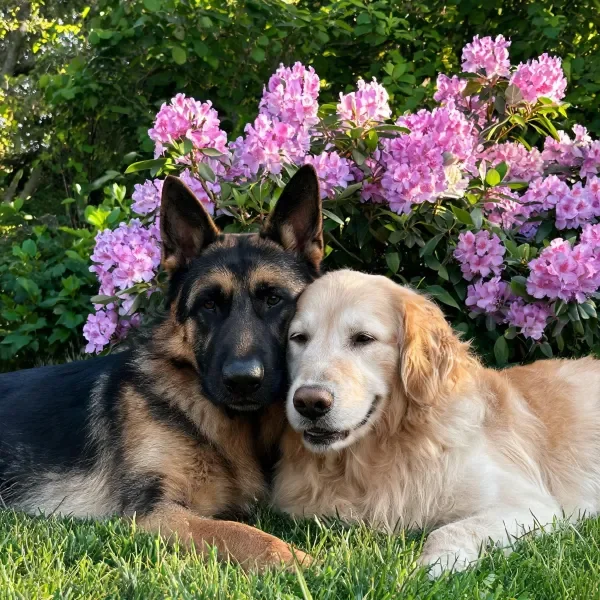 黑背德国牧羊犬与金毛寻回犬并肩躺卧,金毛寻回犬的毛发蓬松贴附在脸部附近。