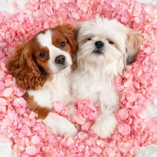 翡翠王查理王小猎犬和西施犬并肩躺卧,棕白相间毛发与白色蓬松毛发清晰可见,周围环绕着粉色玫瑰花瓣。