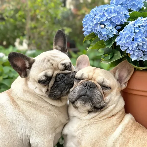 两只法国斗牛犬亲昵互动,浅棕色皮毛与蓝色绣球花形成色彩对比。