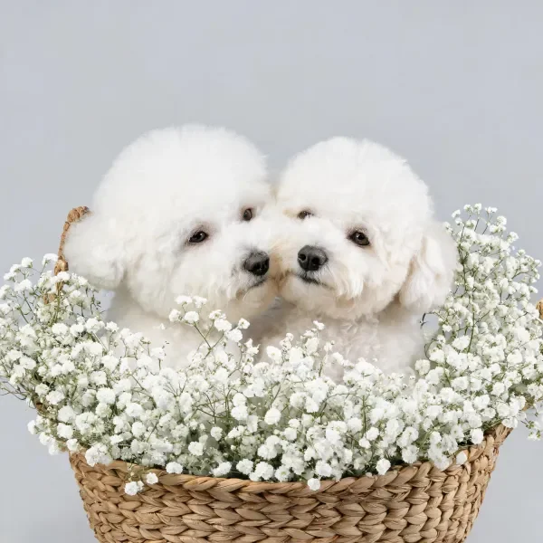 竹篮中比熊犬与满天星花卉相伴的场景