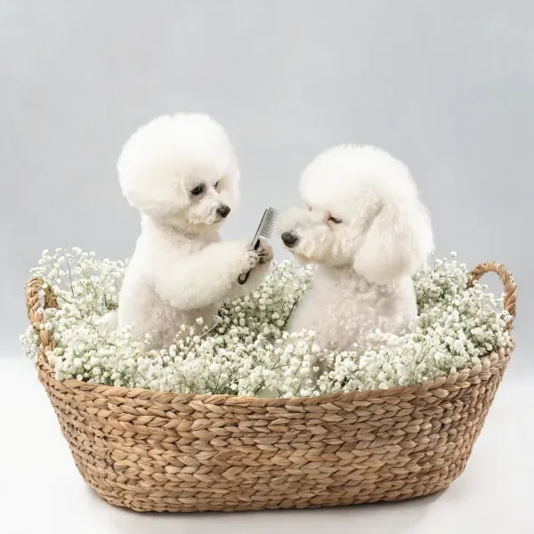 白色贵宾犬用梳子梳理同伴毛发,蓬松卷曲的白色毛发清晰呈现。