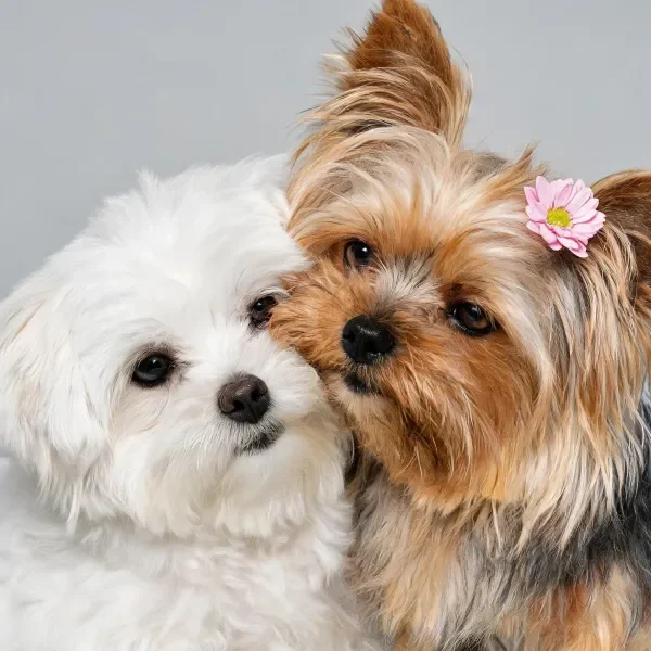 马尔济斯犬与约克夏犬依偎特写
