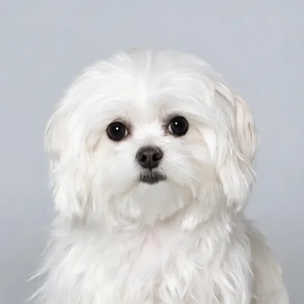 白马尔济斯犬有着蓬松洁白的毛发，大大的黑眼睛明亮清澈，毛发质感柔软。