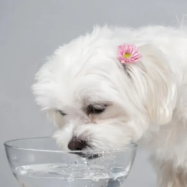 马尔济斯犬低头饮水,头顶佩戴粉色小花,黑色鼻尖靠近透明水碗。