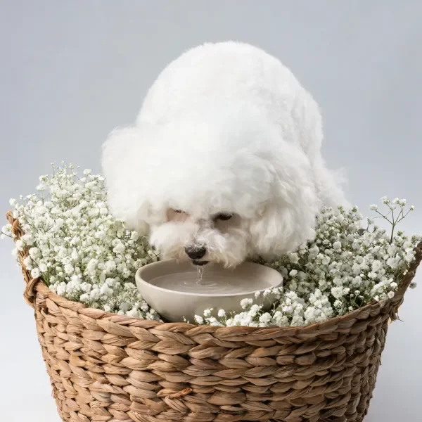 白色的西施犬低头将嘴靠近浅色陶瓷水碗饮水,卷曲毛发湿润贴在脸部附近。