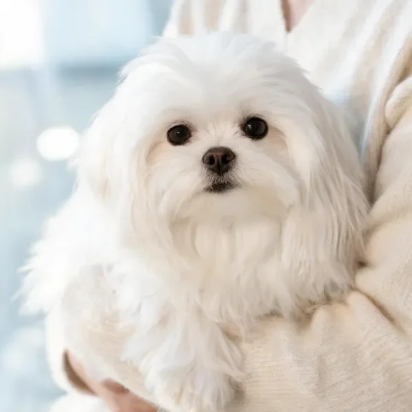 西施犬有着洁白的蓬松长毛,乌黑的眼睛明亮清澈,正被人抱在怀中。