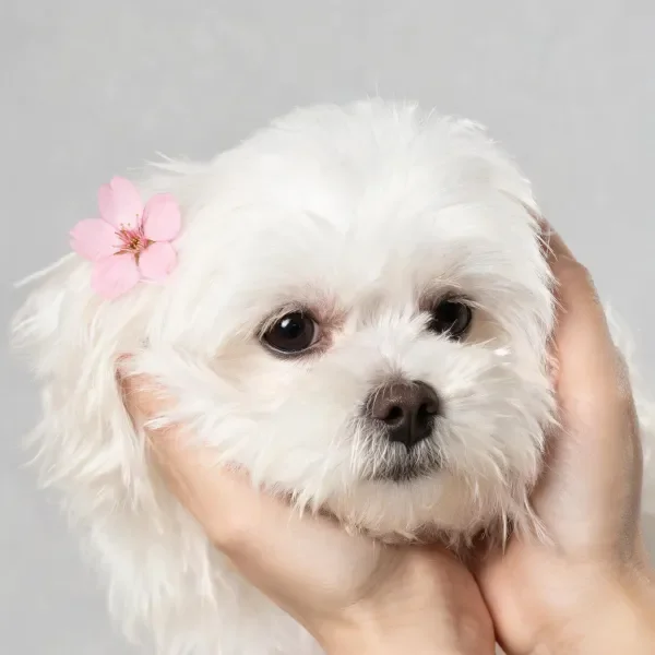 西施犬有着洁白的蓬松毛发,被人双手轻托头部,左侧耳畔点缀着一朵粉色小花。
