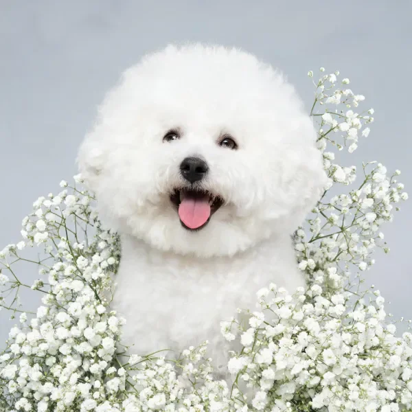 比熊犬有着蓬松洁白的卷毛,嘴巴张开露出粉红色舌头,周围是白色满天星花卉。