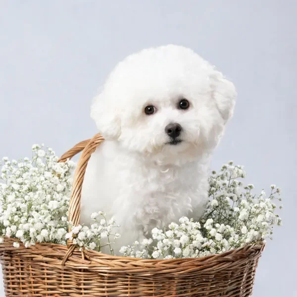 比熊犬安静地坐在装满满天星的藤编篮内,蓬松洁白的卷毛与细碎小白花相互映衬。