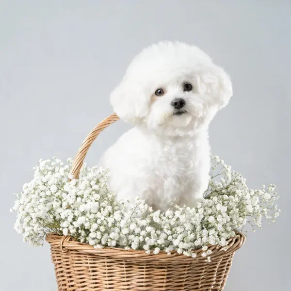 比熊犬有着蓬松的白色卷曲毛发,正安静地坐在满是满天星的花篮内。