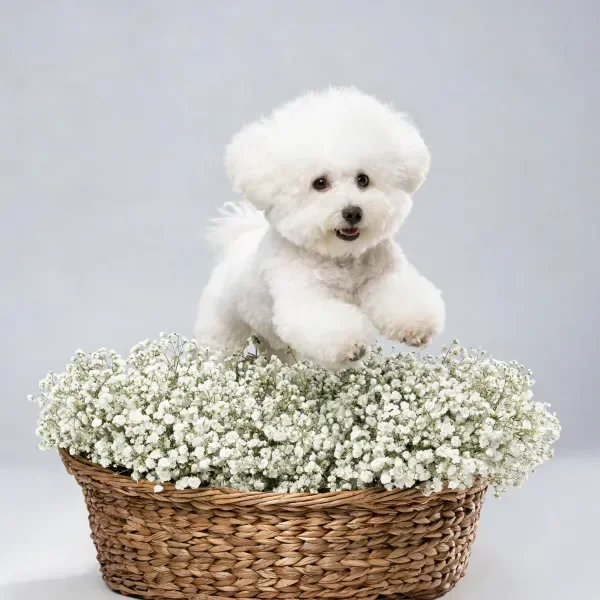 比熊犬从装满满天星的花篮中跳跃的特写