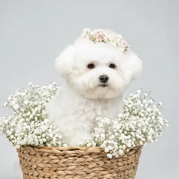 比熊犬的白色卷毛蓬松柔软,头顶佩戴着淡粉色小花花冠,置身于满是白色满天星的藤编篮中。