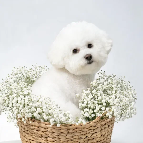 比熊犬 坐在装满小白花的篮子里,蓬松洁白的毛发与周围的小白花相互环绕。