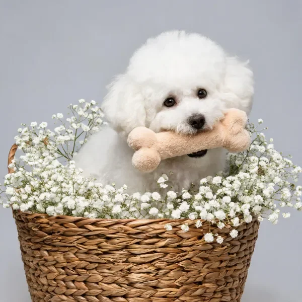 比熊犬嘴里叼着浅棕色骨头形玩具,白色蓬松毛发清晰可见。