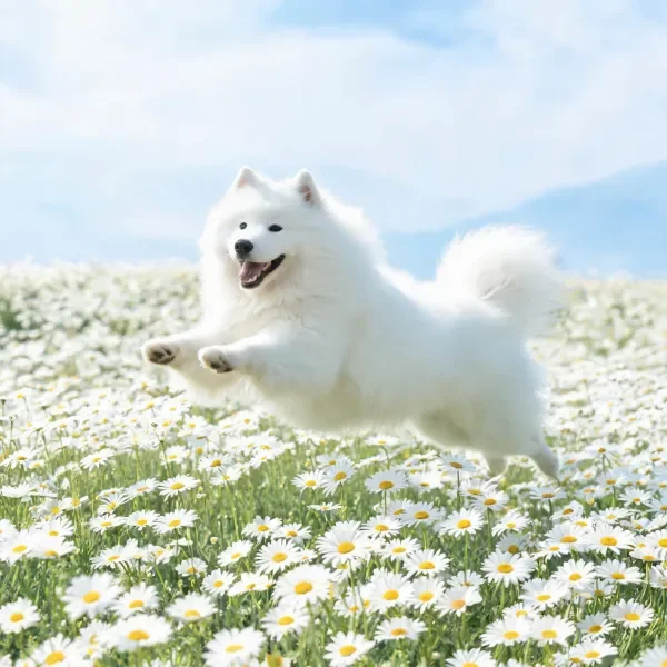 萨摩耶犬在雏菊花田跳跃
