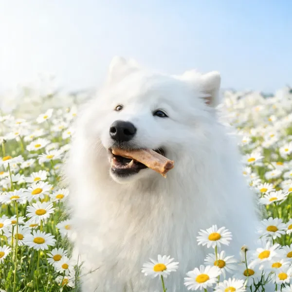 萨摩耶犬嘴里叼着骨头站在洁白的雏菊花田中，白色蓬松毛发与周围花朵形成鲜明对比。