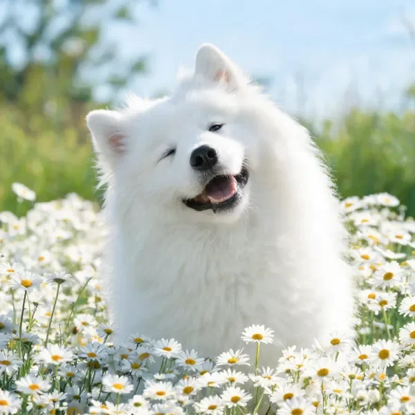 萨摩耶犬有着蓬松的白色毛发，正坐在雏菊花丛中，嘴巴张开露出粉红色的舌头。