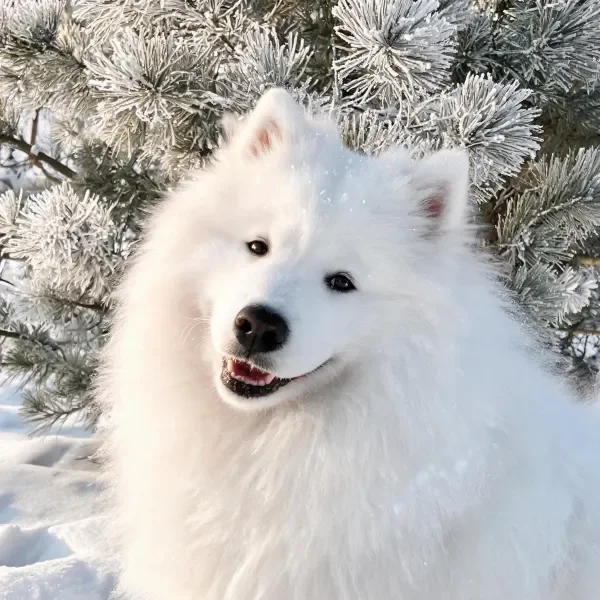 一只毛发蓬松洁白的萨摩耶犬站在被霜雪覆盖的松枝前。
