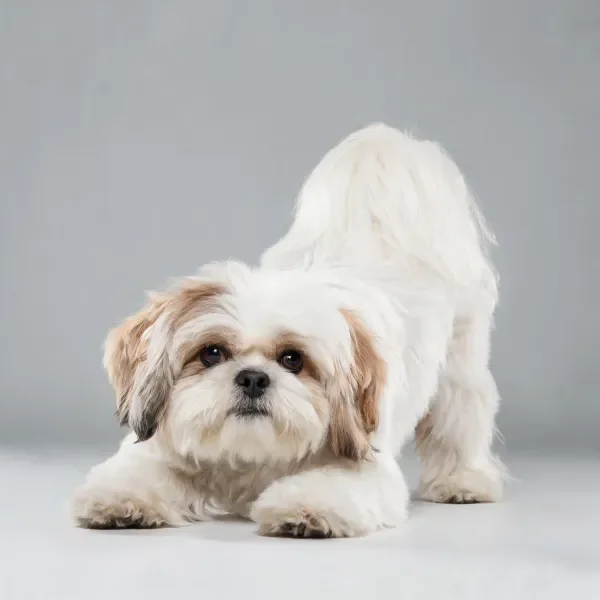 西施犬拉伸姿态拍摄于灰色背景前