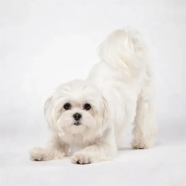 西施犬有着蓬松洁白的毛发,正呈前肢伸展的姿态,背景为简洁的白色空间。