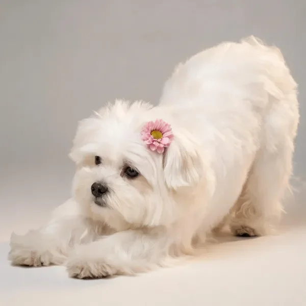 这是一只白色的长毛西施犬，头顶有粉色花朵装饰，呈伸展姿态。