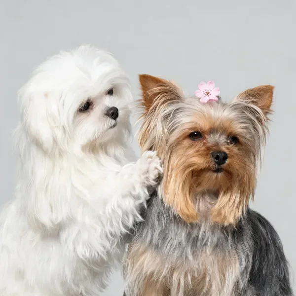 马尔济斯犬用前爪轻触约克夏犬颈部，约克夏犬头顶有粉色小花装饰，毛发柔松顺滑。