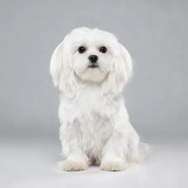 马尔济斯犬正面坐姿特写