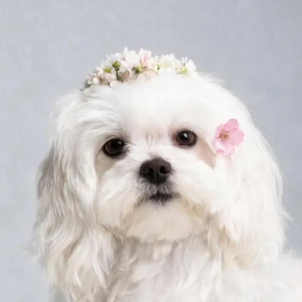 马尔济斯犬佩戴花饰的特写