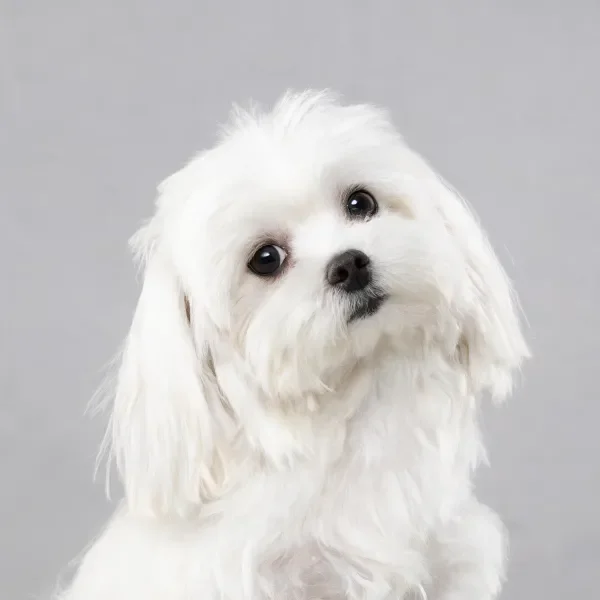 清洁工作室中白色马尔济斯犬特写