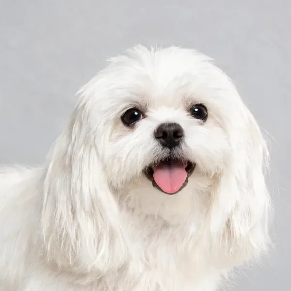 平面背景下白色西施犬特写