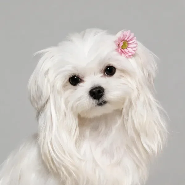 西施犬头侧带粉色花朵特写