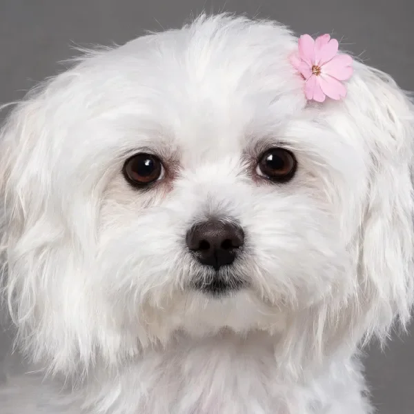 白马尔济斯犬头顶佩戴粉色小花,白色蓬松毛发柔软顺滑。