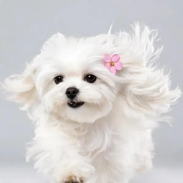 一只马尔济斯犬,头顶别着粉色小花,毛发在运动中扬起。