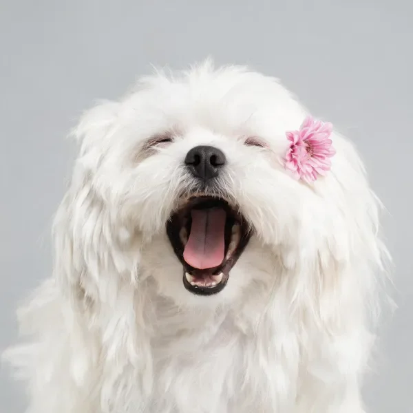 白马尔济斯犬打哈欠瞬间