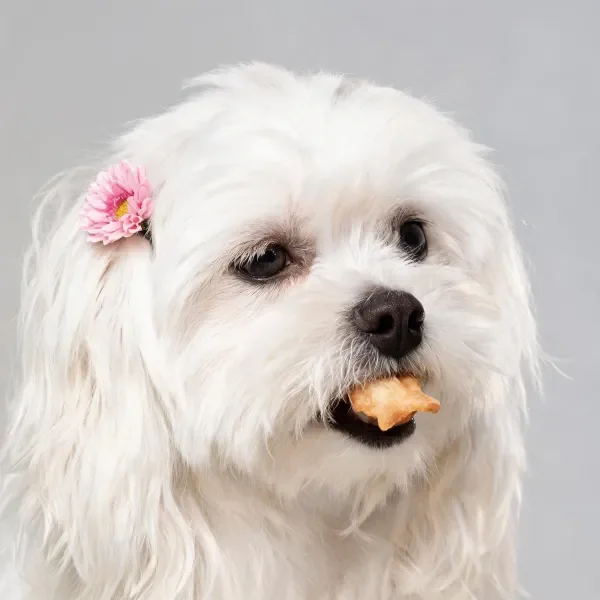 西施犬口中叼着星形零食,耳畔有粉色小花装饰,白色毛发蓬松柔软。