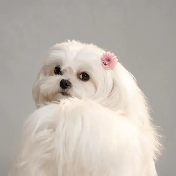 白色西施犬耳畔佩戴粉色小花，毛发柔顺且洁白，眼神温和可爱。