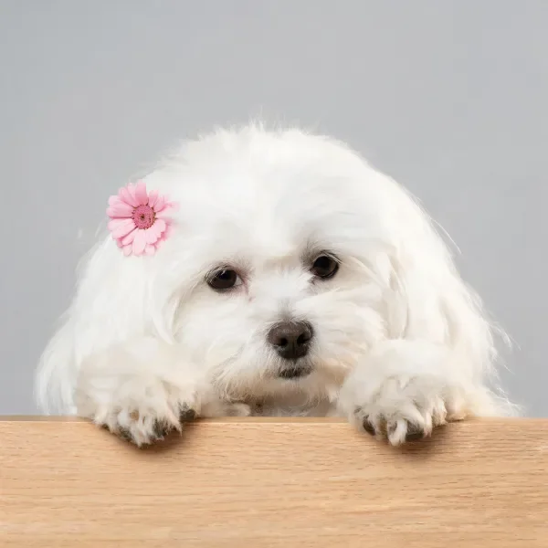 木台上的白马尔济斯犬