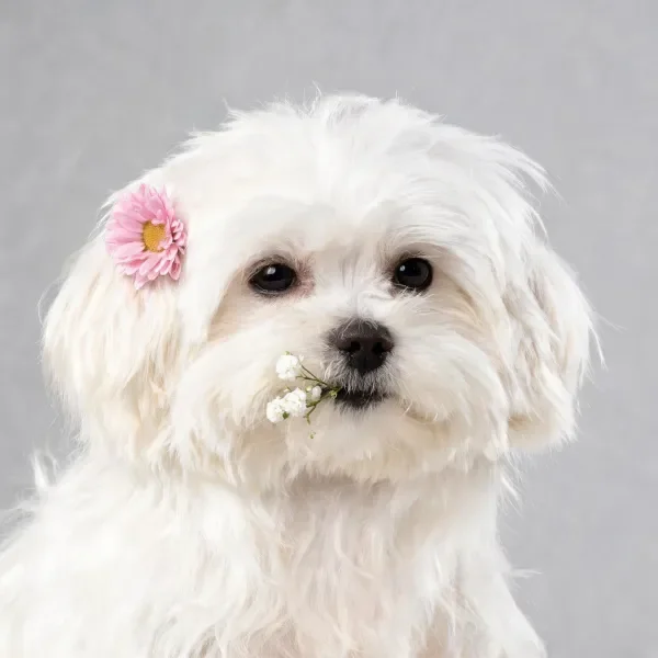马尔济斯犬嘴衔小白花，耳畔插粉色花朵，毛发蓬松洁白。