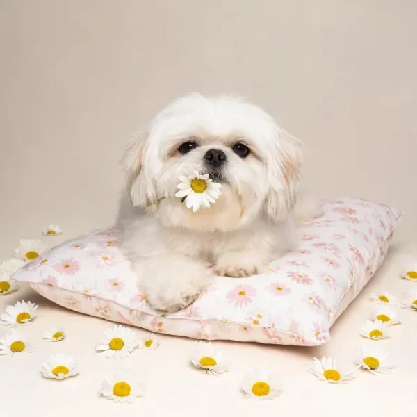 西施犬嘴里叼着白色雏菊,蓬松洁白的毛发在柔和光线照射下显得柔软,周围散落着多朵雏菊。