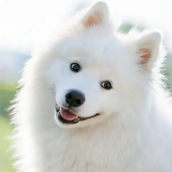 萨摩耶犬有着洁白的蓬松毛发，黑色的鼻头清晰可见，眼神明亮友善。