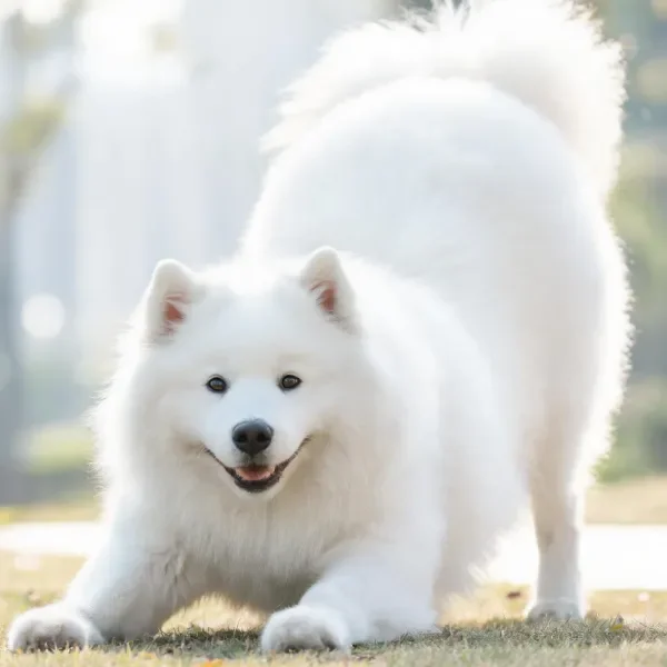 萨摩耶犬有着蓬松洁白的毛发,站立在阳光照射的草地上,神情友好。