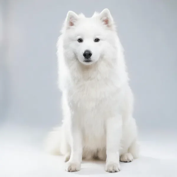 萨摩耶犬简洁背景下的安静姿态