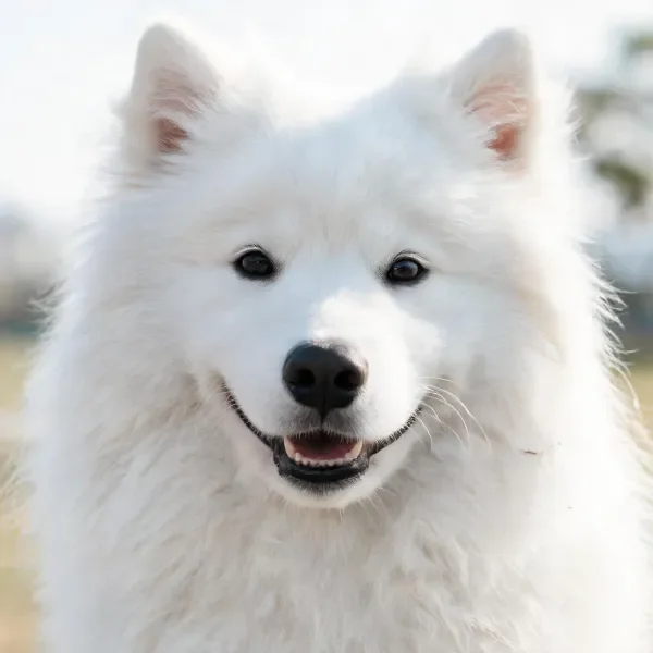 阳光下萨摩耶犬的特写镜头