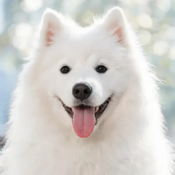 雪白色萨摩耶犬的光影特写